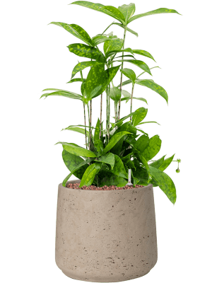 Rough - Patt - Grey Washed - 19,5 cm XL