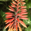 Aloe Vera Kunstplant 30cm rood