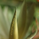 Aloe Vera Kunstplant 30cm rood