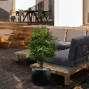 Ming Aralia kunstplant 90cm - UV bestendig