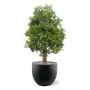 Ming Aralia kunstplant 90cm - UV bestendig