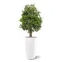 Ming Aralia kunstplant 90cm - UV bestendig