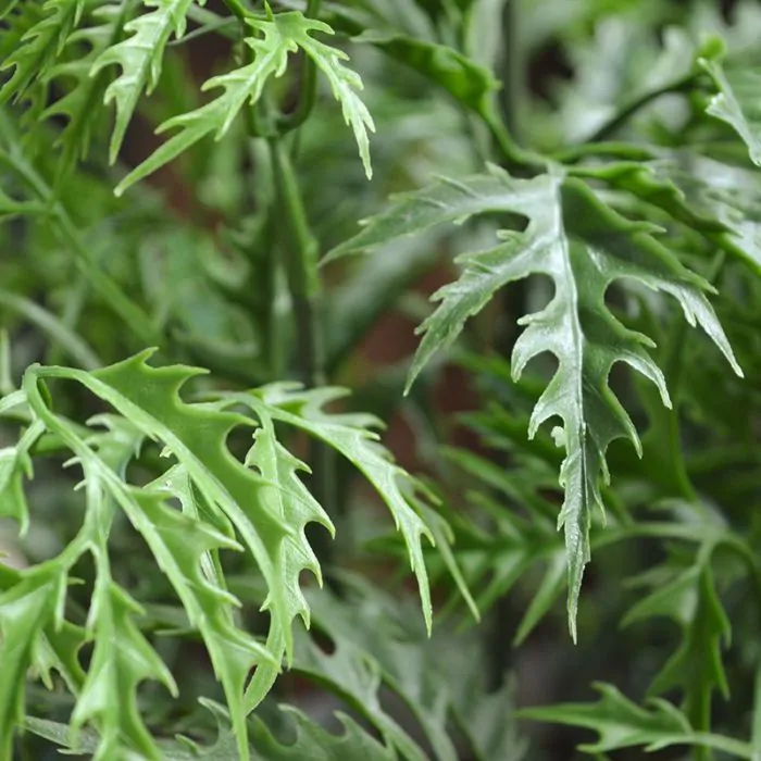 Ming Aralia kunststof tak 50cm - groen - UV bestendig