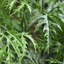 Ming Aralia kunststof tak 50cm - groen - UV bestendig