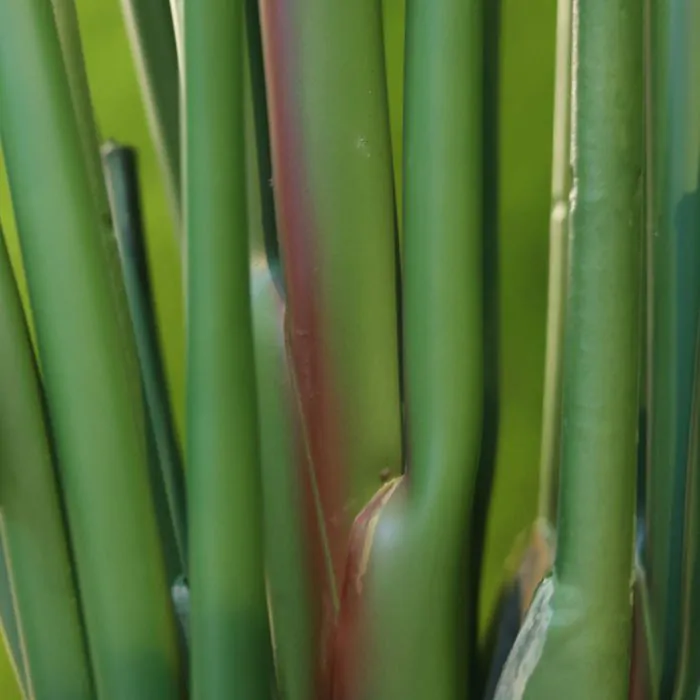Strelitzia Palm 190 cm
