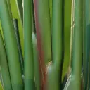 Strelitzia Palm 190 cm