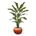 Strelitzia Palm 190 cm