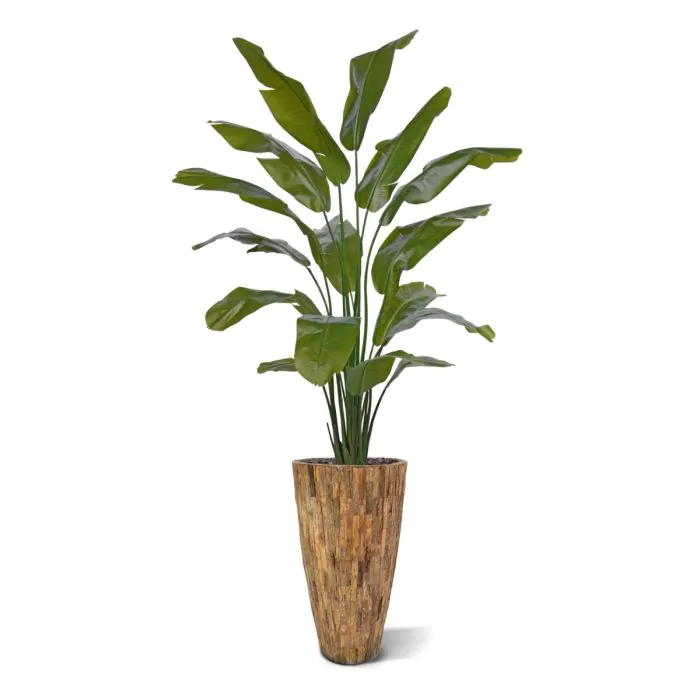 Strelitzia Palm 190 cm
