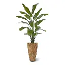 Strelitzia Palm 190 cm