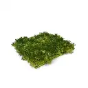 Rendier kunst Mosmat 25x25cm - groen