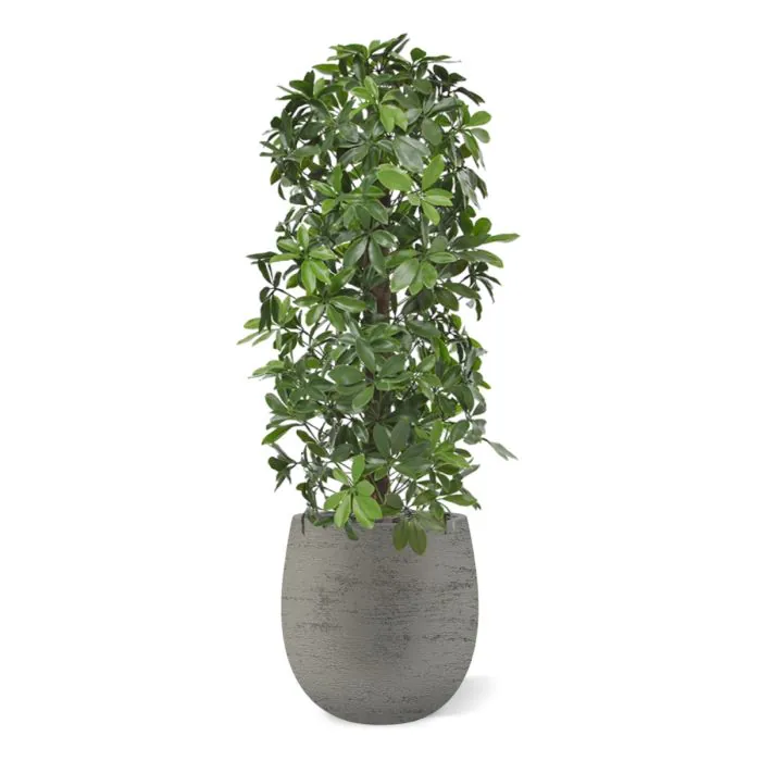 Schefflera kolom kunstboom 120cm - UV bestendig
