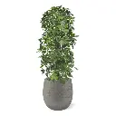 Schefflera kolom kunstboom 120cm - UV bestendig