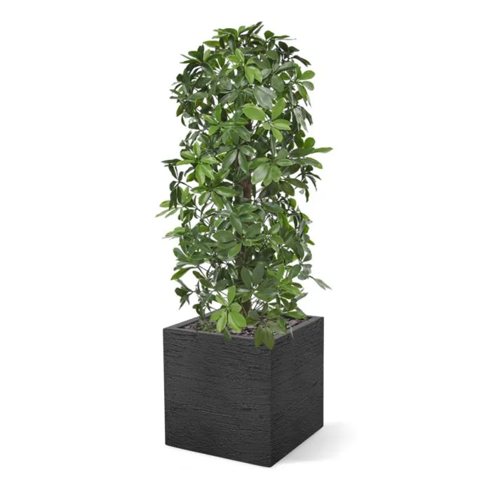 Schefflera kolom kunstboom 120cm - UV bestendig
