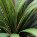 Draceana Marginata Kunstplant Deluxe 160cm