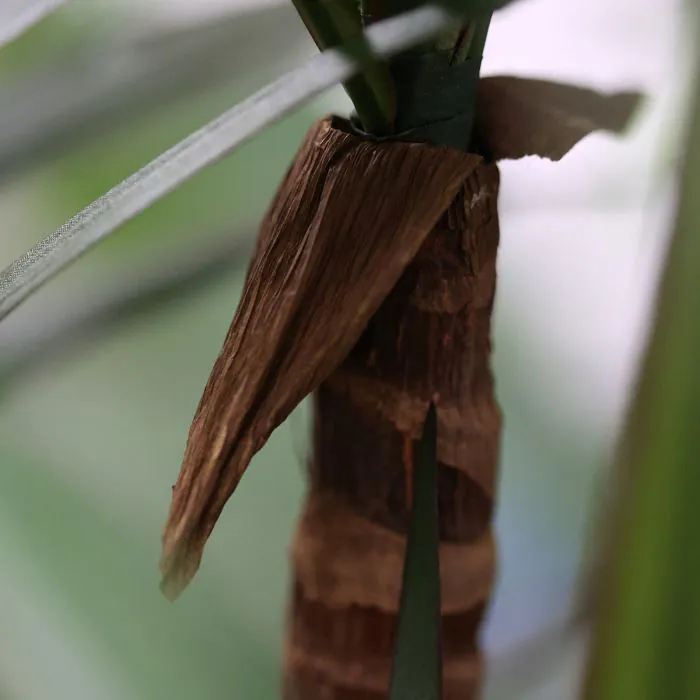 Draceana Marginata Kunstplant Deluxe 160cm