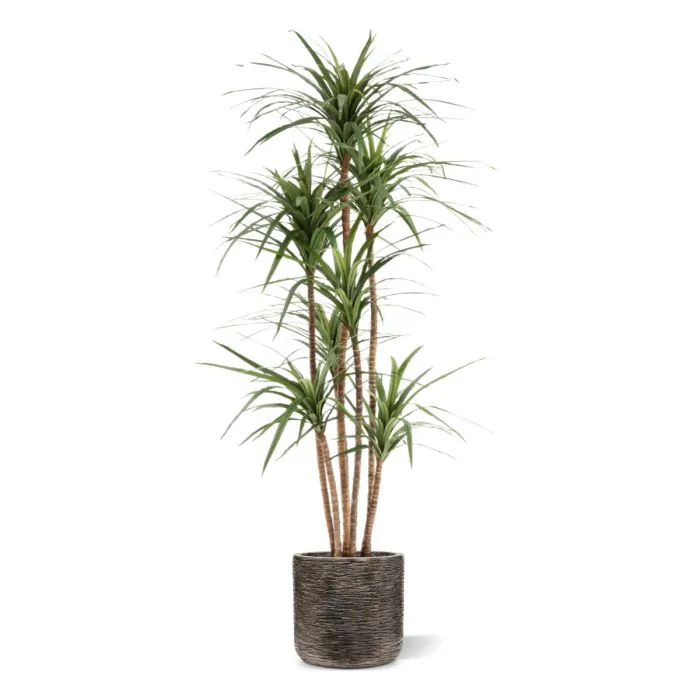 Draceana Marginata Kunstplant Deluxe 160cm