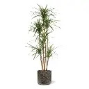 Draceana Marginata Kunstplant Deluxe 160cm