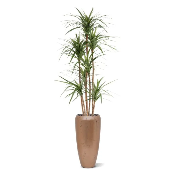 Draceana Marginata Kunstplant Deluxe 160cm