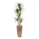 Draceana Marginata Kunstplant Deluxe 160cm