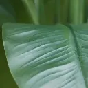 Strelitzia Palm 160 cm