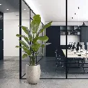Strelitzia Palm 160 cm