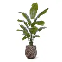 Strelitzia Palm 160 cm
