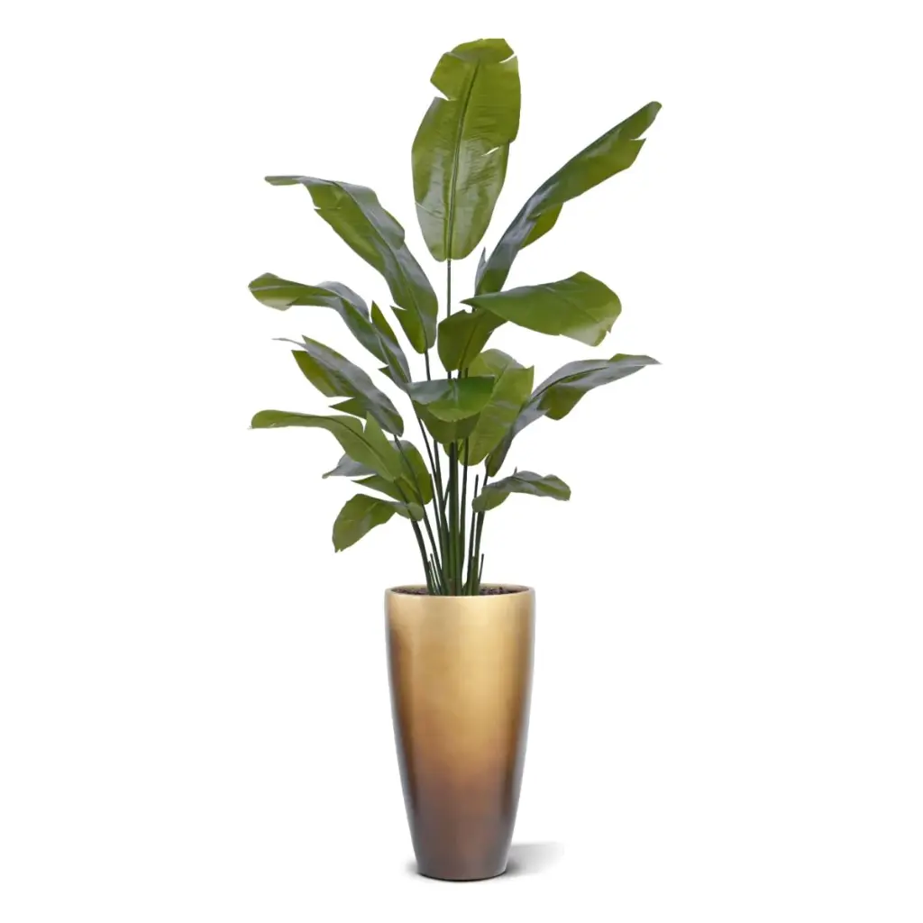 Strelitzia Palm 160 cm