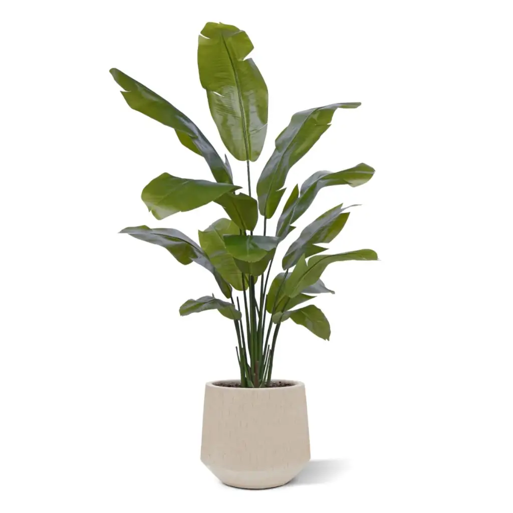 Strelitzia Palm 160 cm