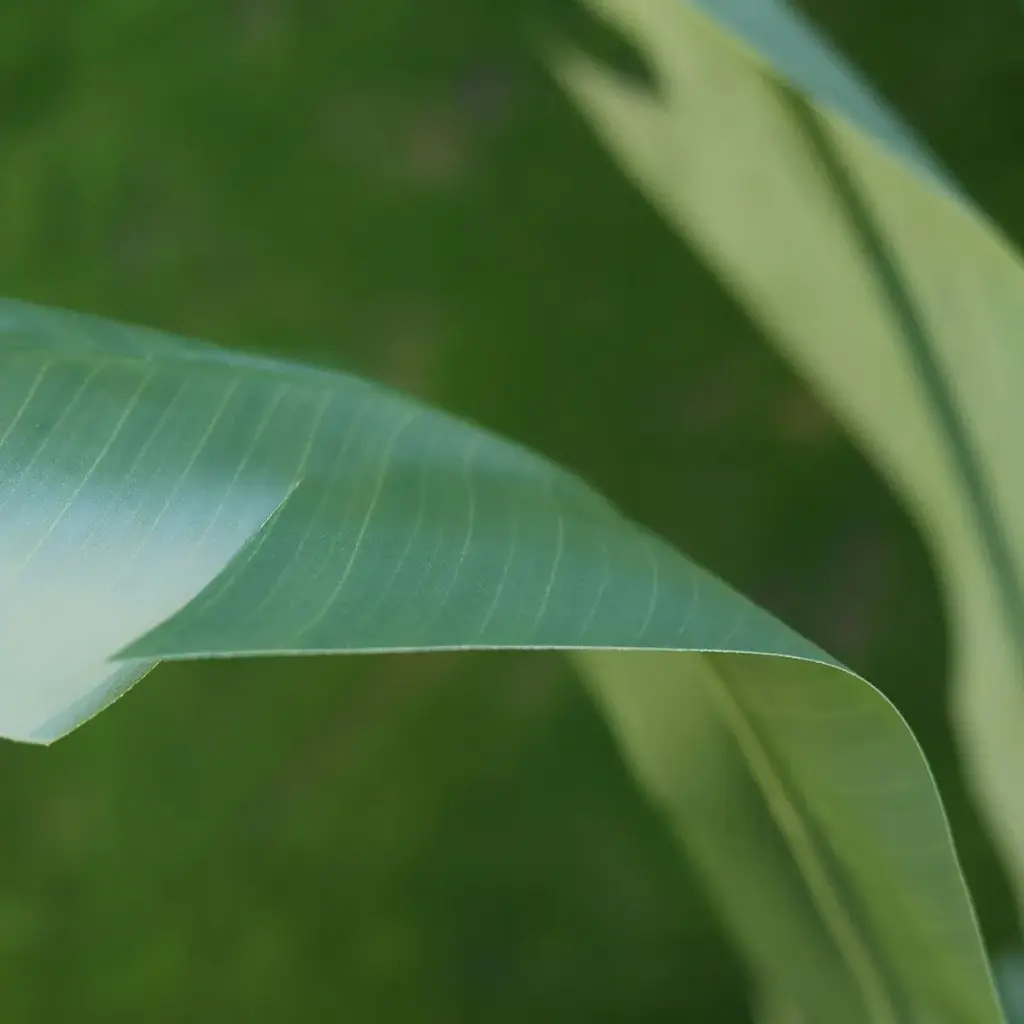 Strelitzia Palm 120 cm