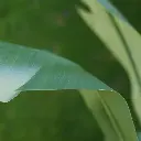 Strelitzia Palm 120 cm