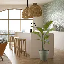 Strelitzia Palm 120 cm