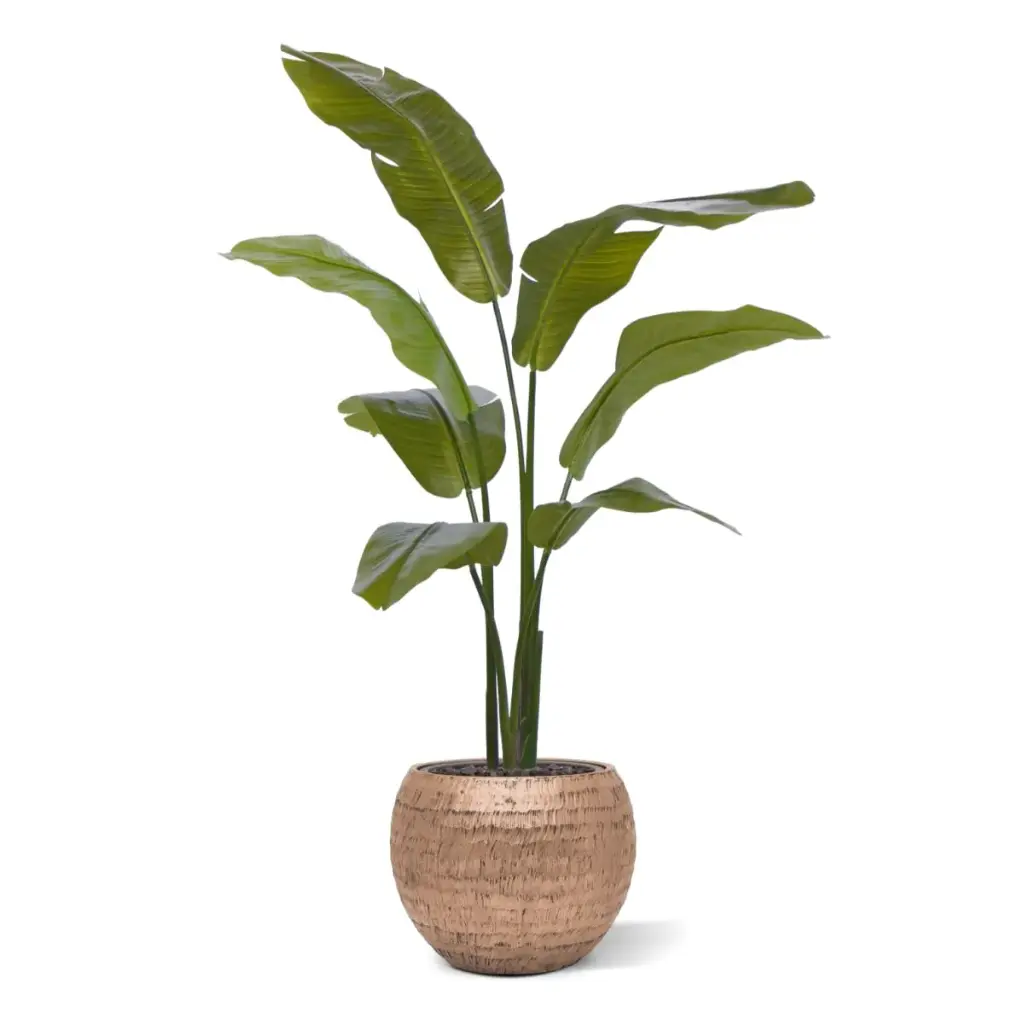 Strelitzia Palm 120 cm