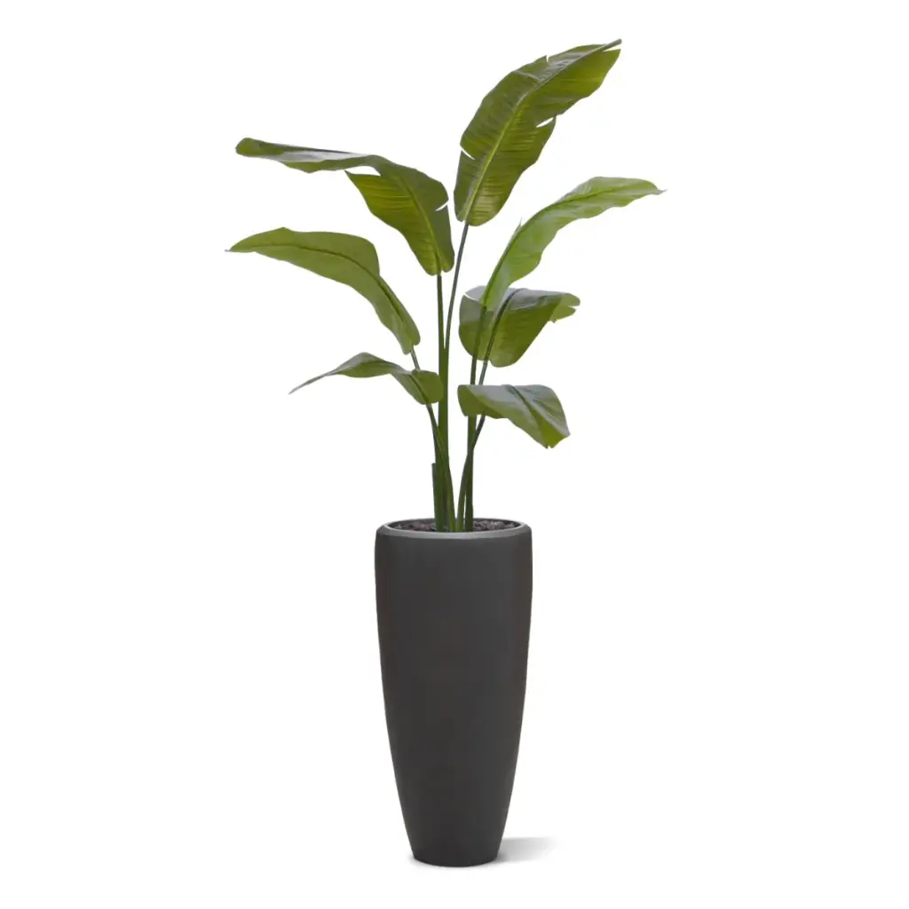 Strelitzia Palm 120 cm