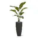 Strelitzia Palm 120 cm