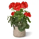 Geranium PL kunstplant 38cm - rood - UV bestendig