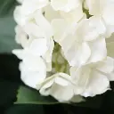 Hortensia UV Kunstplant Deluxe Creme 65cm