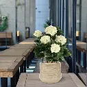 Hortensia UV Kunstplant Deluxe Creme 65cm