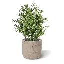 Eucalyptus Kunstplant 30cm UV Wit-Groen