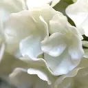 Hortensia UV Kunstplant Deluxe 80cm Creme