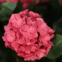 Hortensia UV Kunstplant Deluxe 80cm Cerise