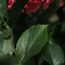 Hortensia UV Kunstplant Deluxe 80cm Cerise