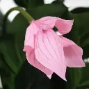 Medinella deluxe kunstplant 100cm