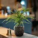 Asplenium Varen kunstplant 45cm