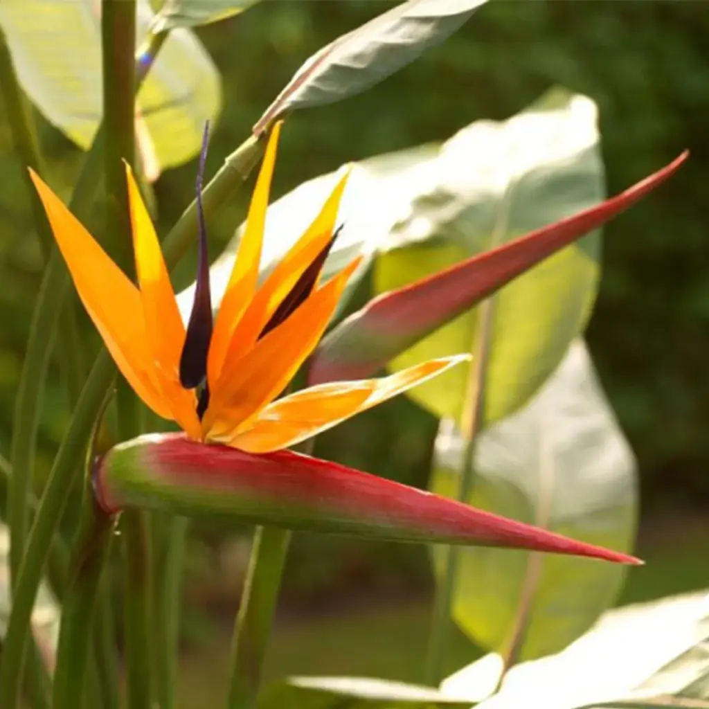 Strelitzia Deluxe kunstplant 145 cm