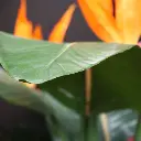 Strelitzia Deluxe kunstplant 145 cm