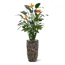 Strelitzia Deluxe kunstplant 145 cm