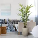 Kentia deluxe kunstpalm 165cm