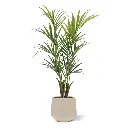 Kentia deluxe kunstpalm 165cm