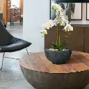 Phalaenopsis kunst Orchidee 75cm wit