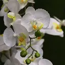 Phalaenopsis kunst Orchidee 95cm wit
